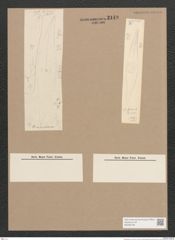 Pleurosigma sp. (de-Toni-Nr.: Genus 13) Zeichnungen Sammlung Grunow Nr. 2149 (NHMW-BOT-W0369196)
